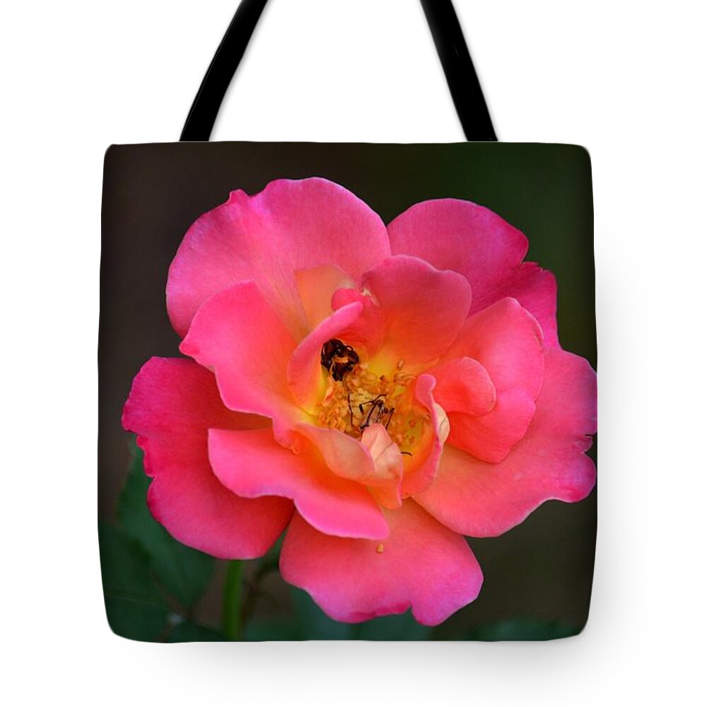 Pink Flush - Rose Tote Bag featuring the photograph Pink Flush - Rose by Maria Urso