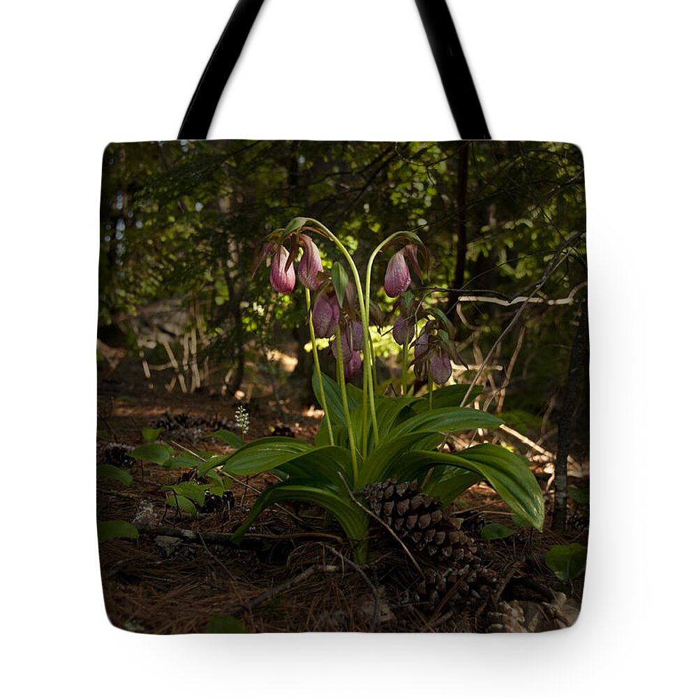 Pink Lady�s Slipper (cypripideum Acaule) Tote Bag featuring the photograph Pink Lady Slipper 2 by Daniel Hebard