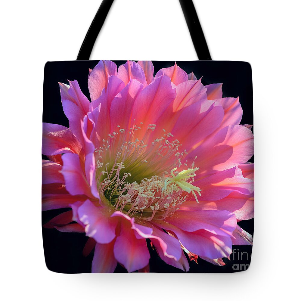 Pink Cactus Flower Tote Bag featuring the photograph Pink Night Blooming Cactus Flower by Tamara Becker
