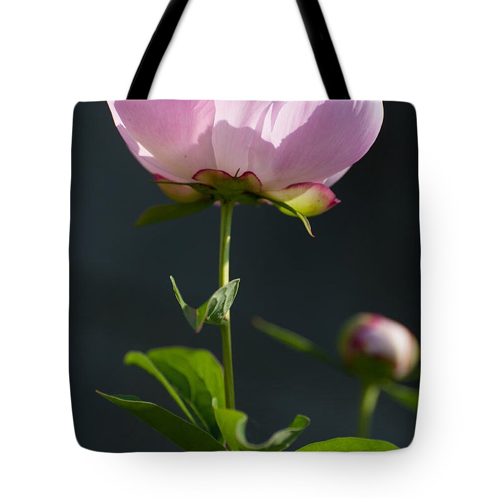 Poeny Tote Bag featuring the photograph Pink Peony by Bianca Nadeau