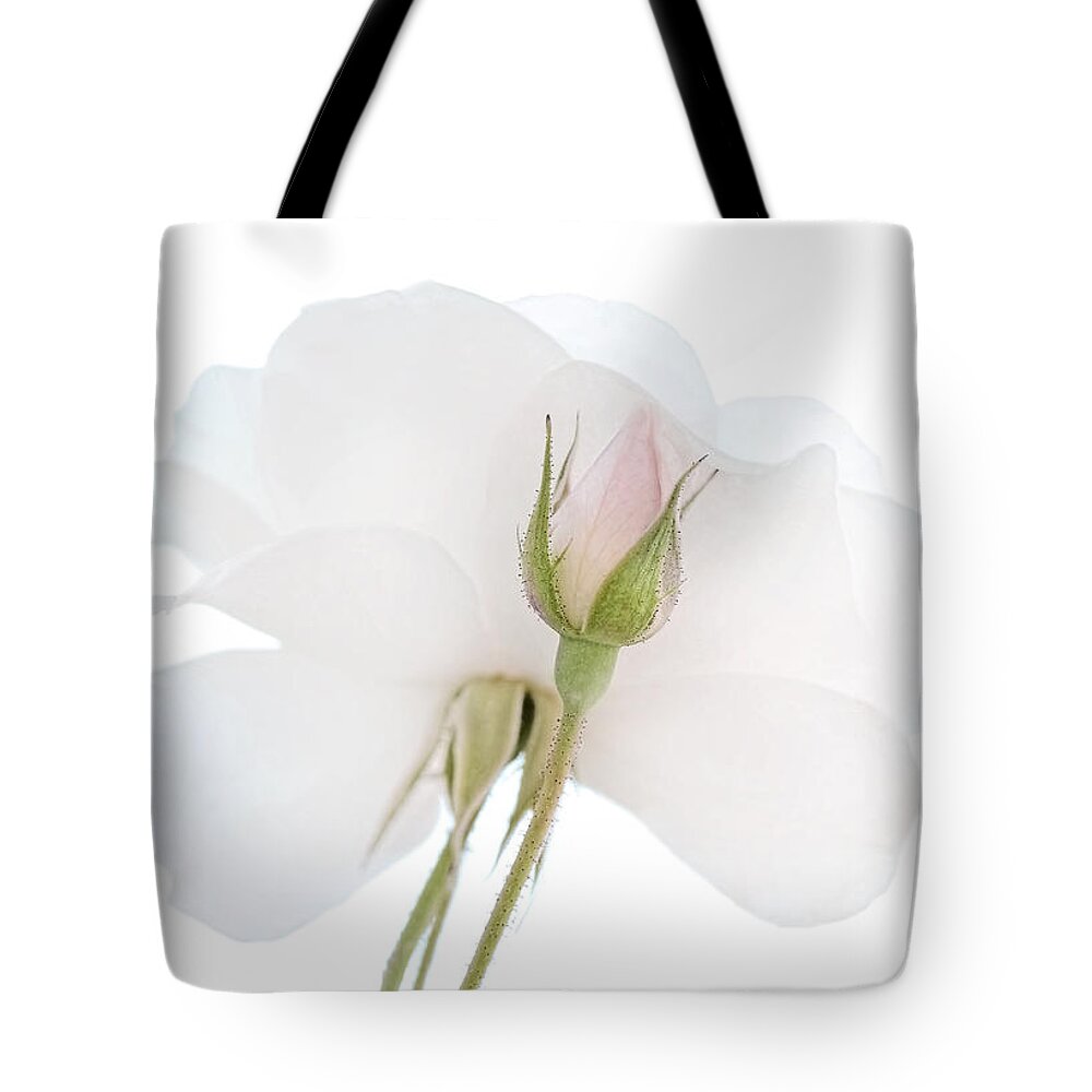 Rose Tote Bag featuring the photograph Pink Rose Bud turns to White Rose Flower by Jennie Marie Schell