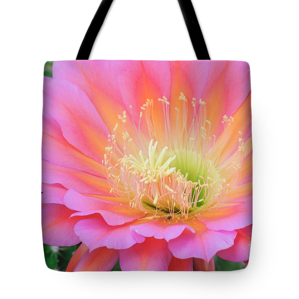 Cactus Bloom Tote Bag featuring the photograph Pink Saucer by Tamara Becker