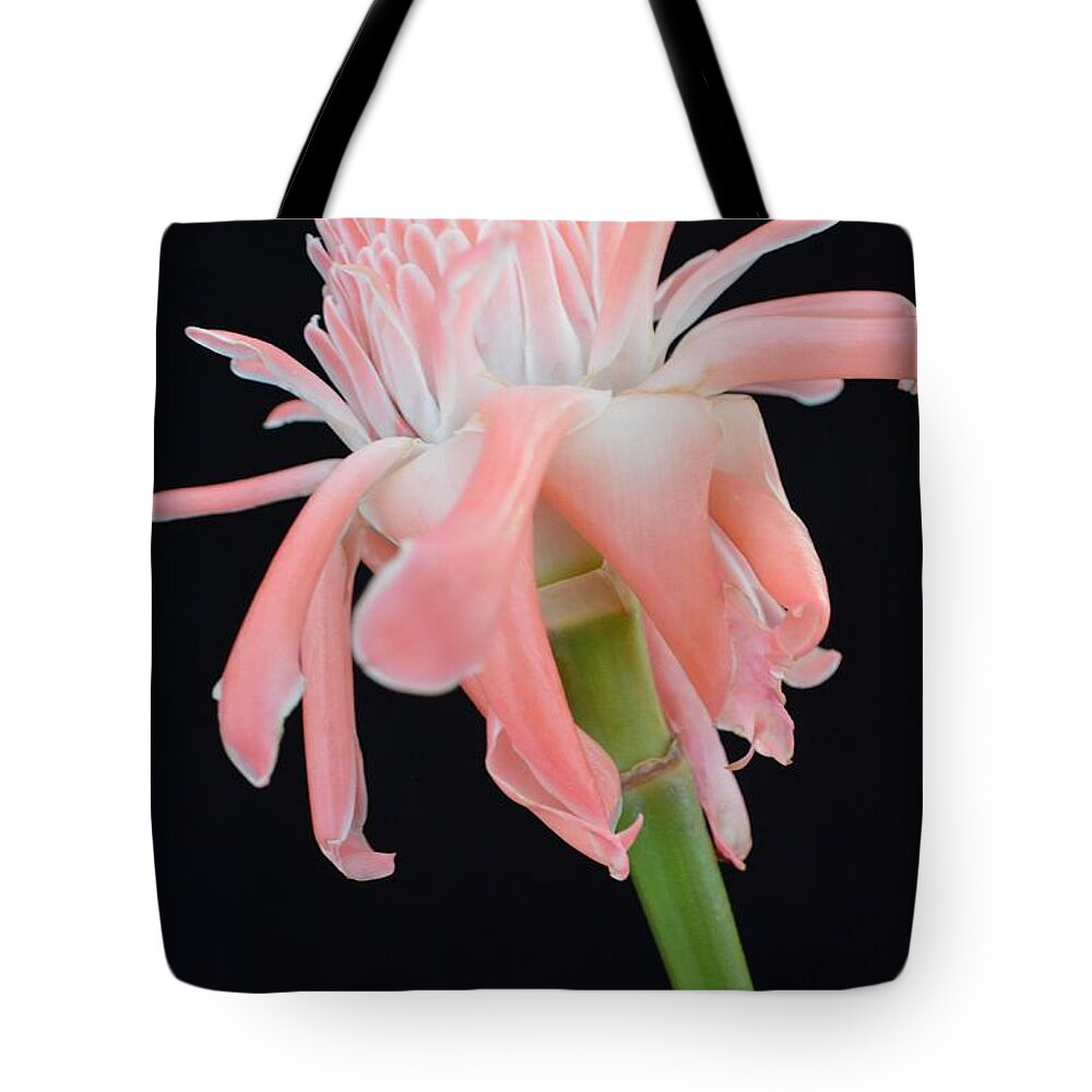 Flowers Tote Bag featuring the photograph Pink Torch Ginger Blossom on Black by Mary Deal