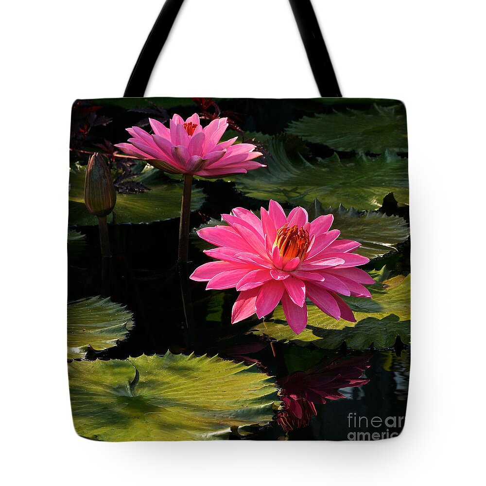 Pink Tropical Water Lilies Tote Bag featuring the photograph Pink Tropical Water Lilies by Byron Varvarigos