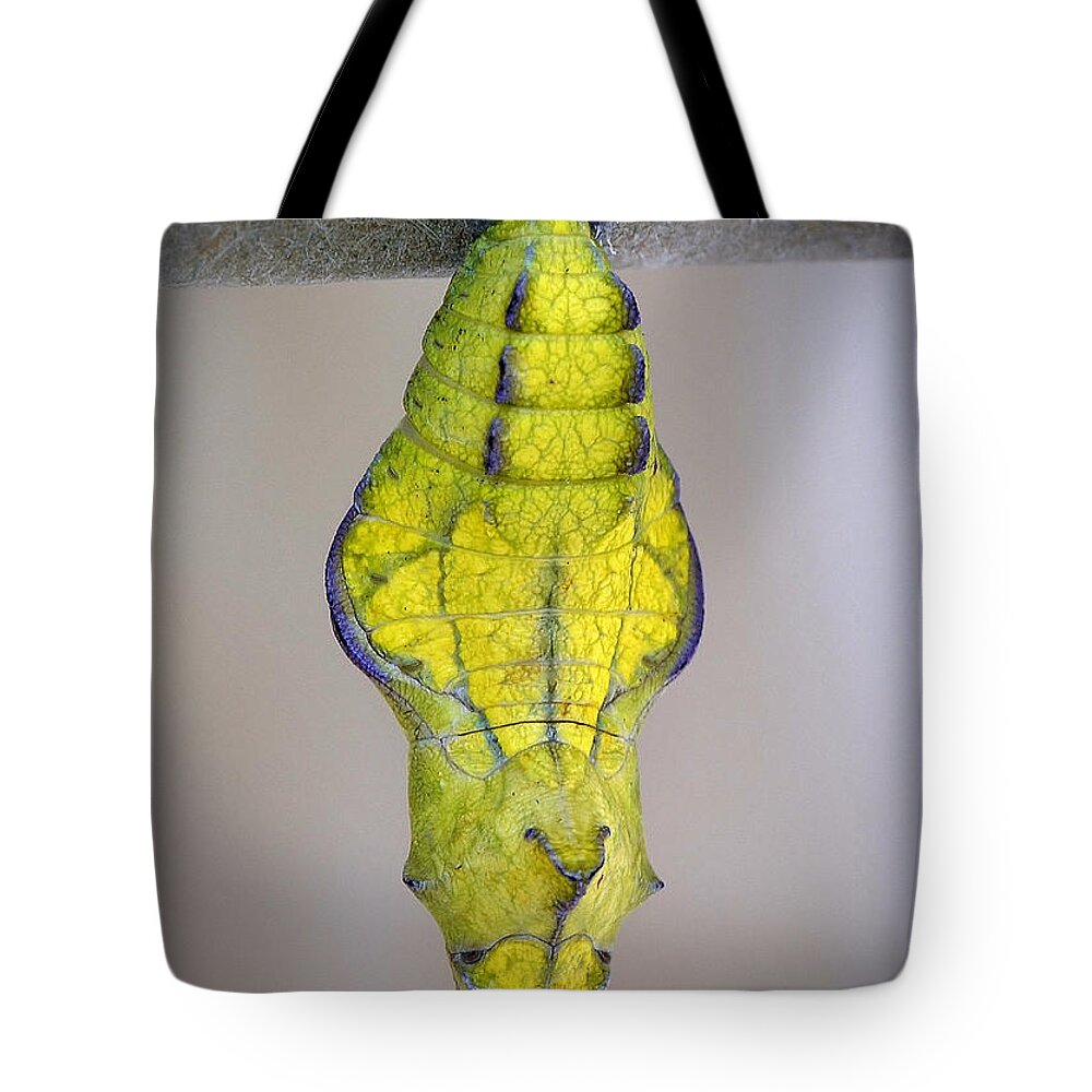 Butterfly Tote Bag featuring the photograph Pipevine Swallowtail Butterfly Crystalis by Kathy Baccari