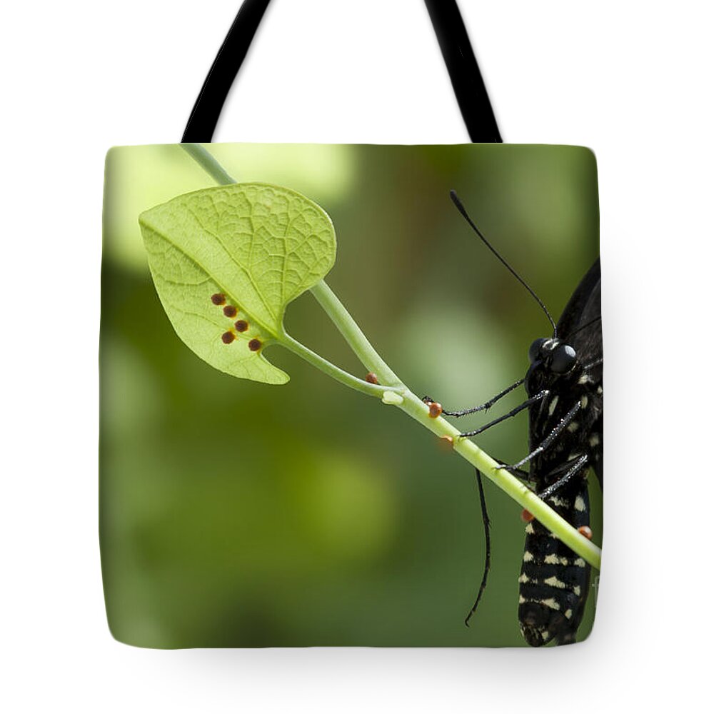 Pipevine Swallowtail Tote Bag featuring the photograph Pipevine Swallowtail Mother with Eggs by Meg Rousher