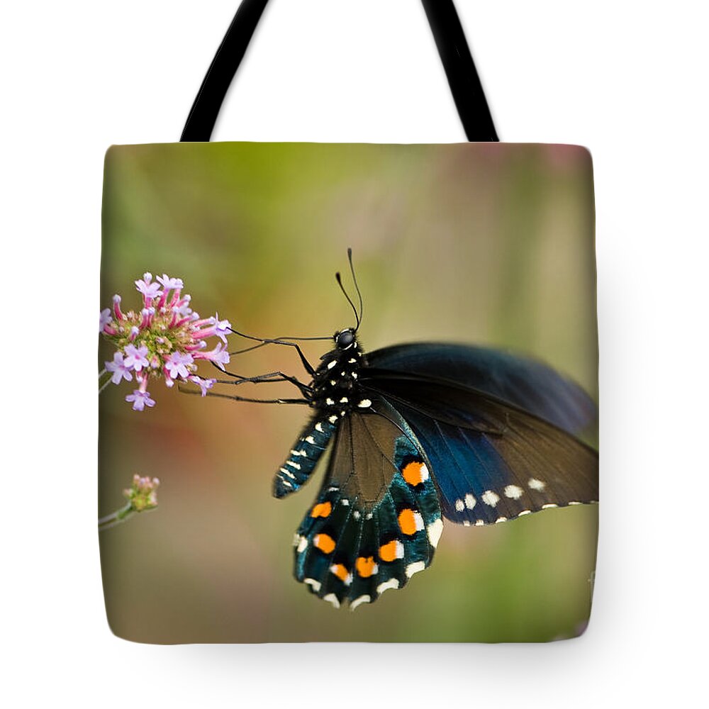 Battus Philenor Tote Bag featuring the photograph Pipevine Swallowtail by Oscar Gutierrez