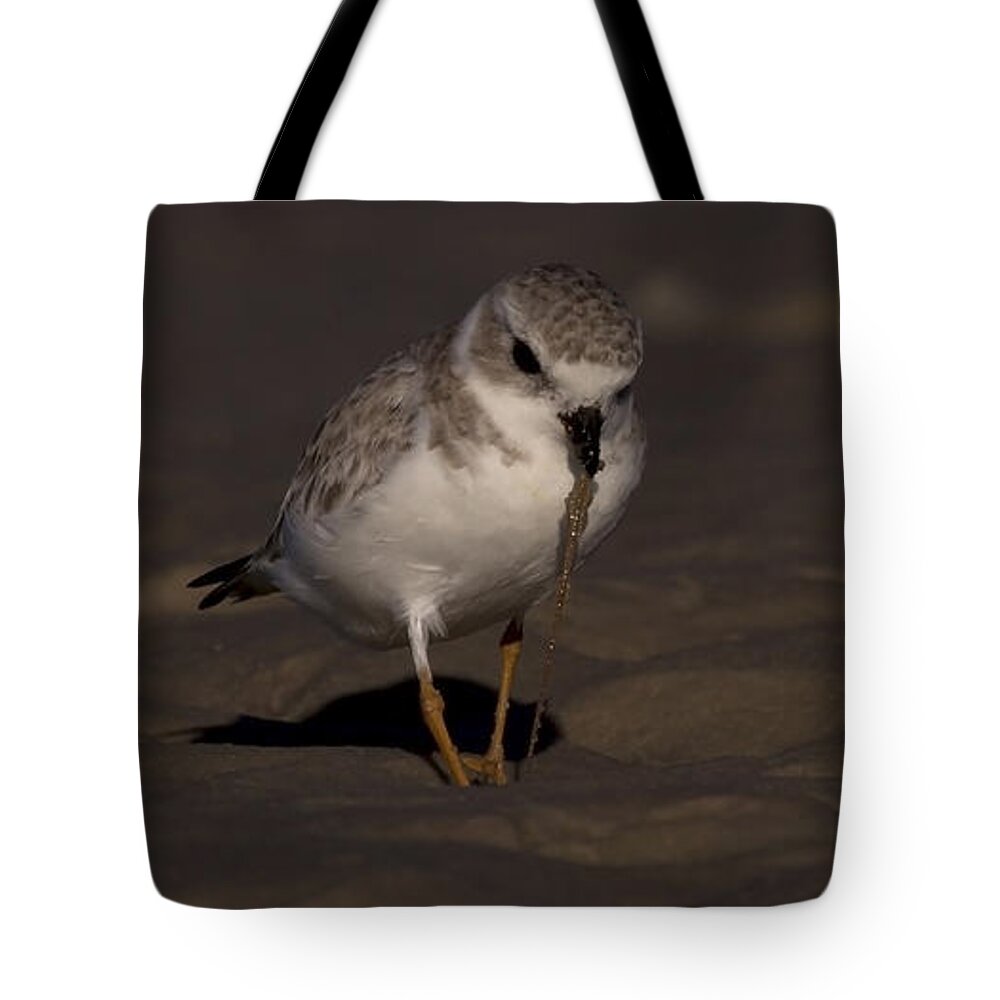 Bunche Beach Tote Bag featuring the photograph Piping Plover Photo by Meg Rousher