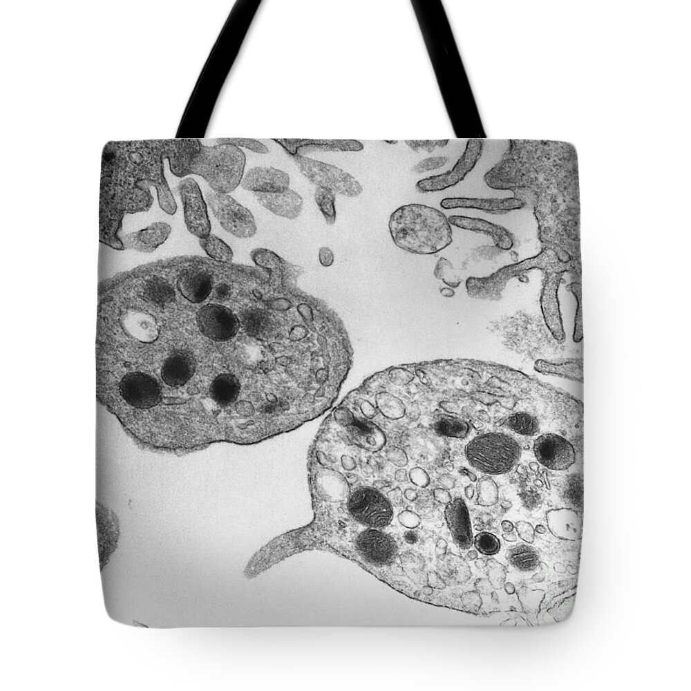 Science Tote Bag featuring the photograph Platelets Tem by David M. Phillips