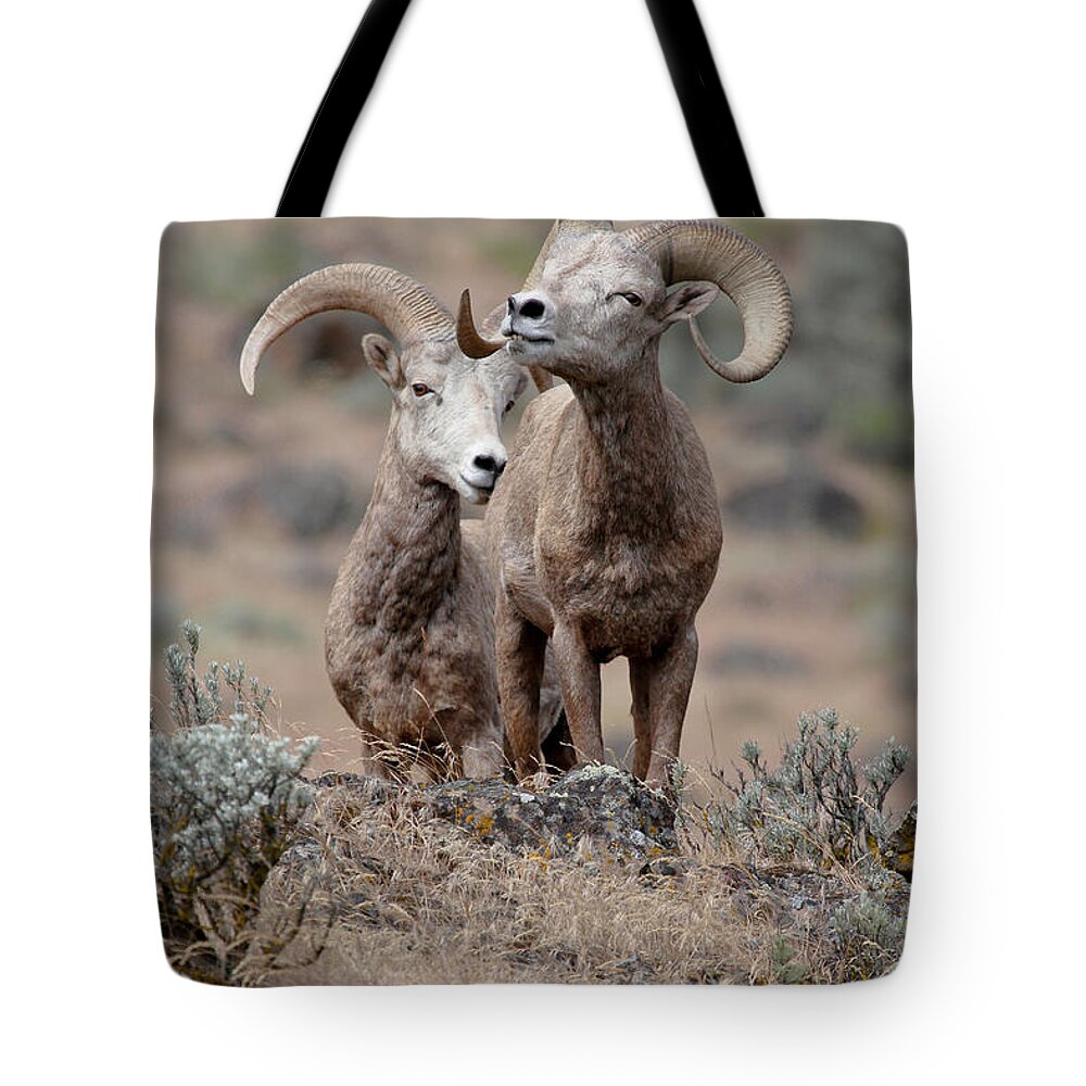 Bighorn Sheep Tote Bag featuring the photograph Playfull Rams by Athena Mckinzie