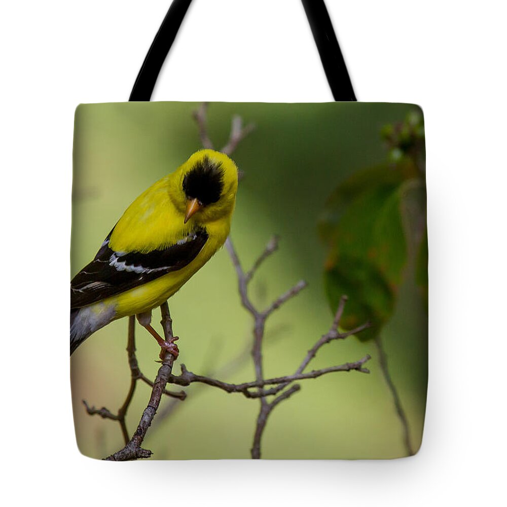 American Goldfinch Tote Bag featuring the photograph Please don't ask me to look by Robert L Jackson