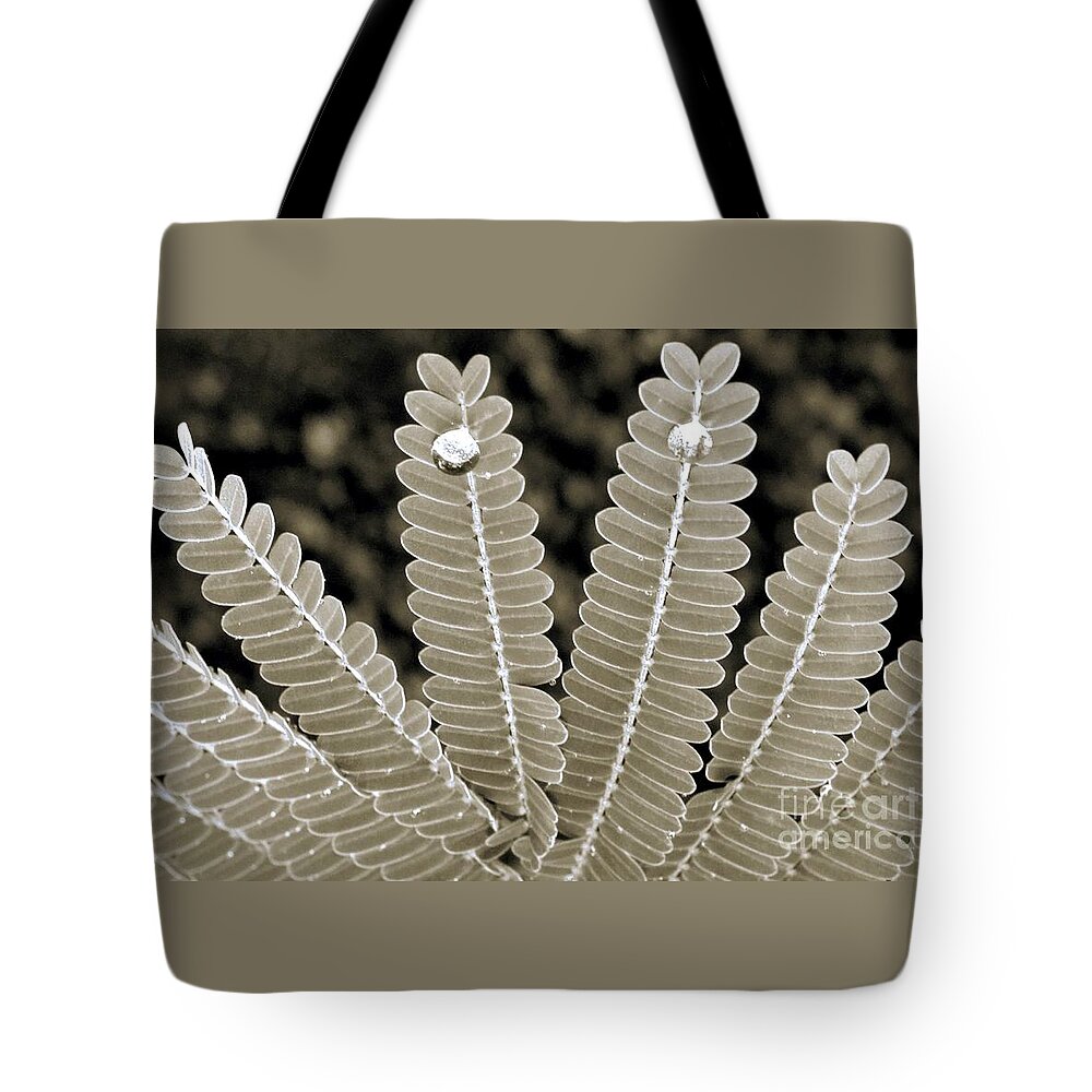 Poinciana Leaves- Crowned Tote Bag featuring the photograph Poinciana Leaves- crowned by Darla Wood