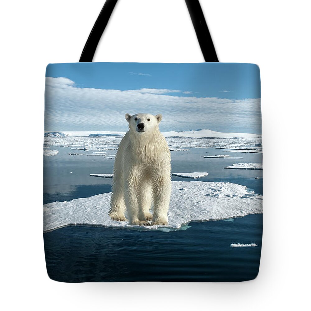 Svalbard Islands Tote Bag featuring the photograph Polar Bear by Gabrielle Therin-weise