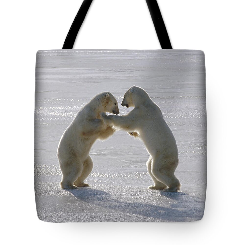 Feb0514 Tote Bag featuring the photograph Polar Bear Pair Sparring Churchill by Flip Nicklin
