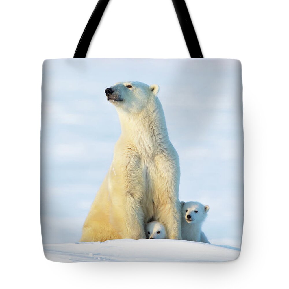 Bear Cub Tote Bag featuring the photograph Polar Bear Ursus Maritimus Sow And Cubs by Richard Wear / Design Pics