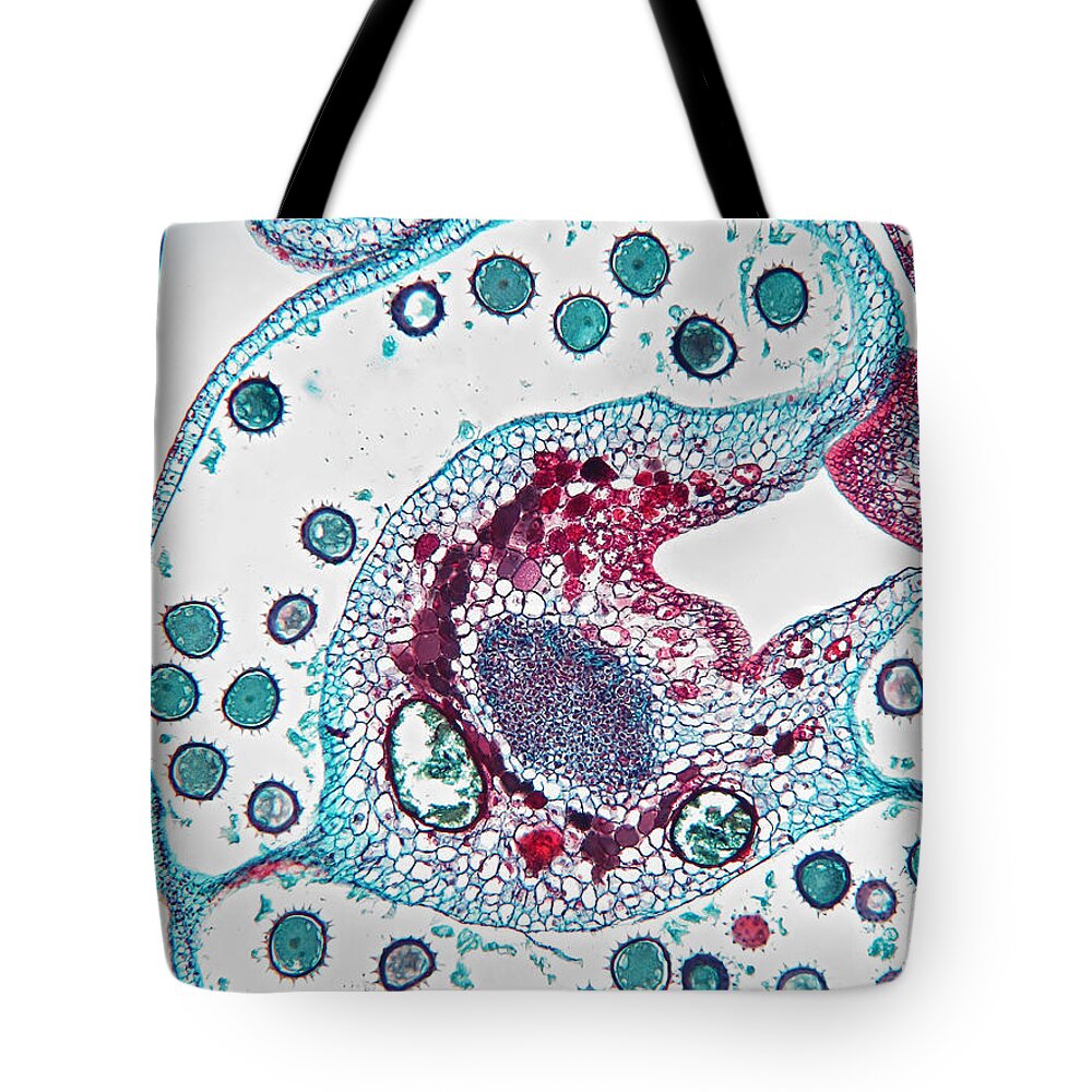 Micrograph Tote Bag featuring the photograph Pollen Packets In Cotton, Gossypium, Lm by Garry DeLong