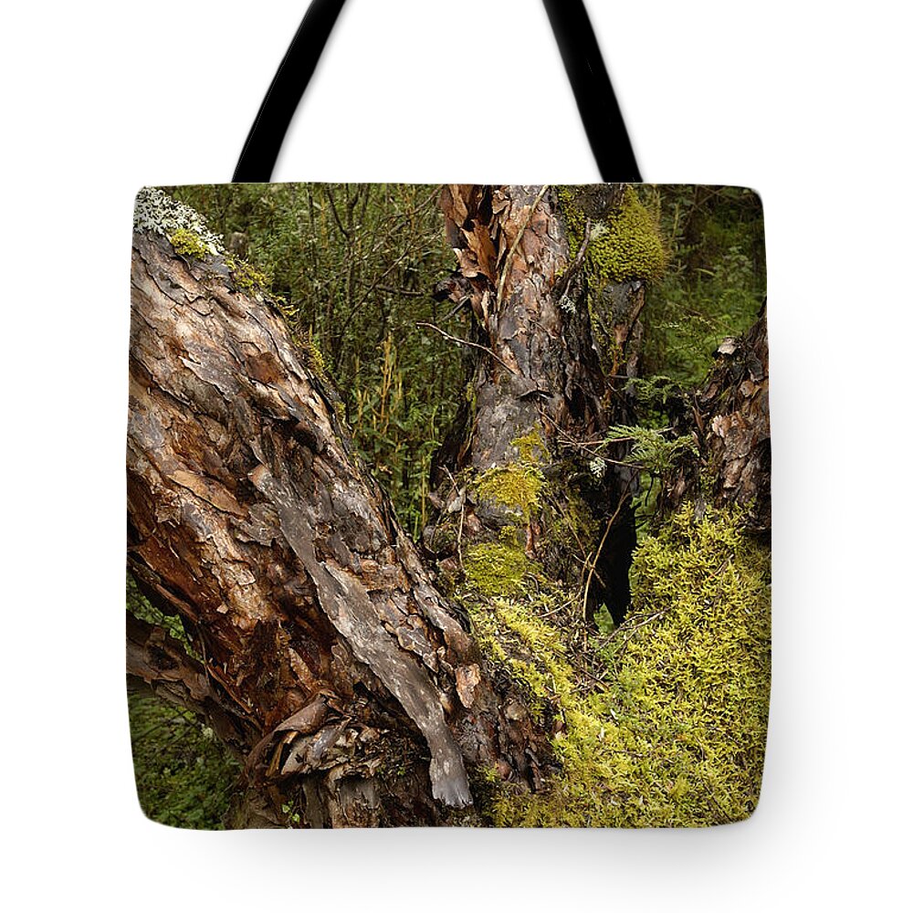 Feb0514 Tote Bag featuring the photograph Polylepis Forest El Angel Ecuador by Pete Oxford