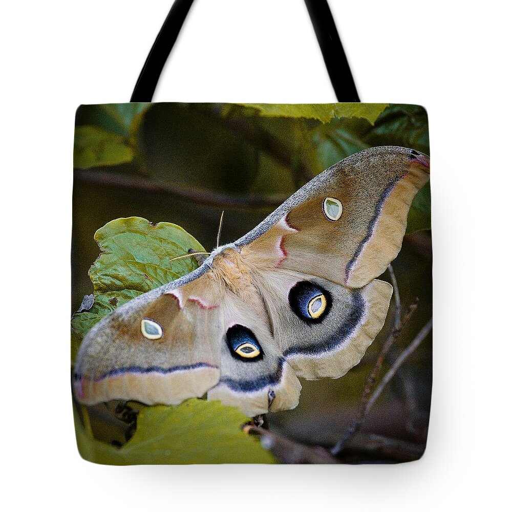 Moth Tote Bag featuring the photograph Polyphemous Moth on Branch by Michael Dougherty