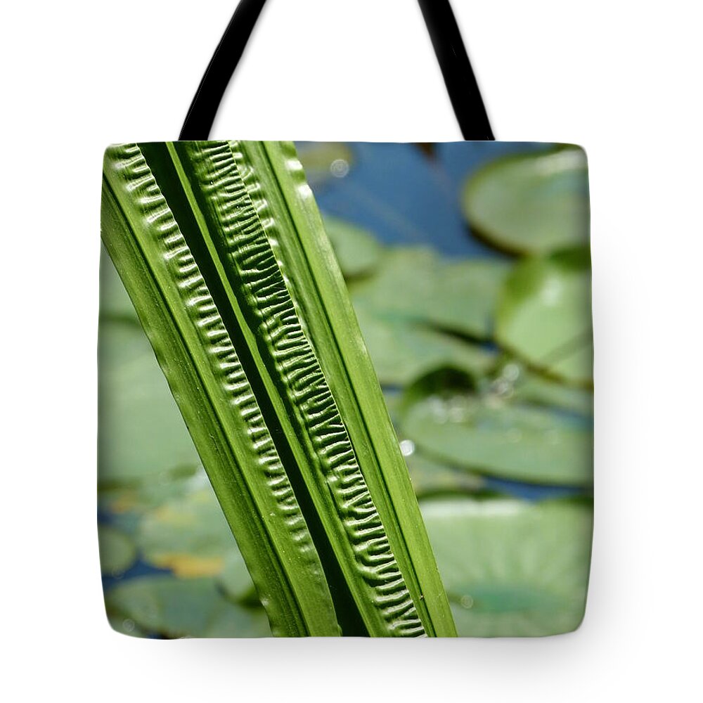 Reeds Tote Bag featuring the photograph Pond Reeds by Jane Ford
