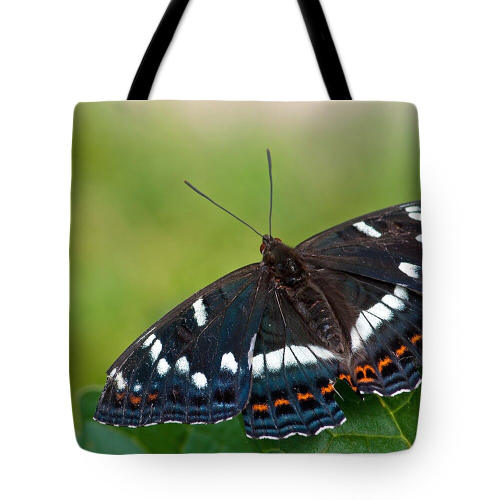 Poplar Admiral Butterfly Tote Bag featuring the photograph Poplar Admiral by Torbjorn Swenelius