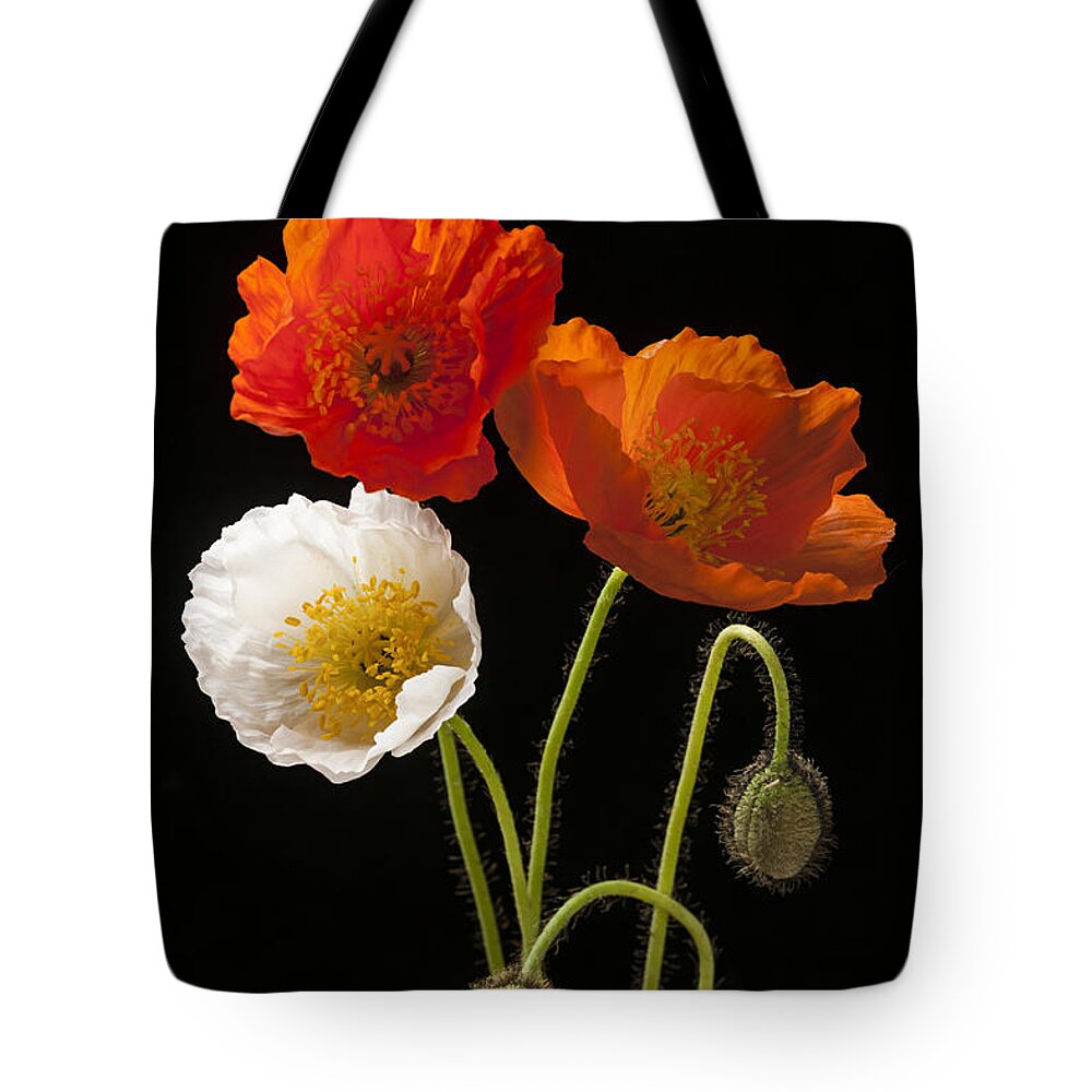 Poppies Tote Bag featuring the photograph Poppy flowers on black by Elena Elisseeva