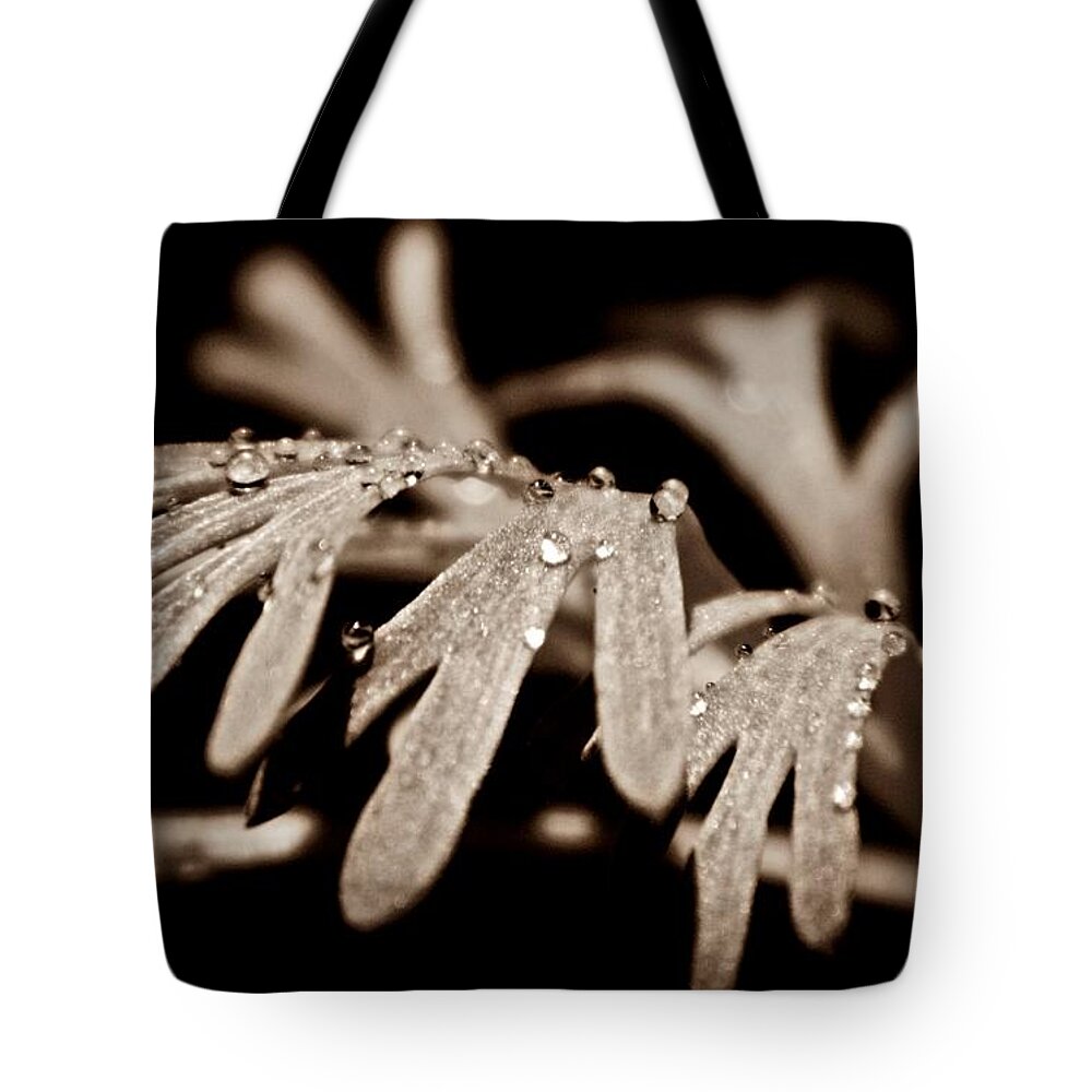 Eschscholzia Tote Bag featuring the photograph Poppy Foliage by Chris Berry