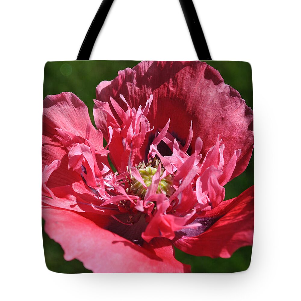Remembrance Tote Bag featuring the photograph Poppy Pink by Jim Hogg