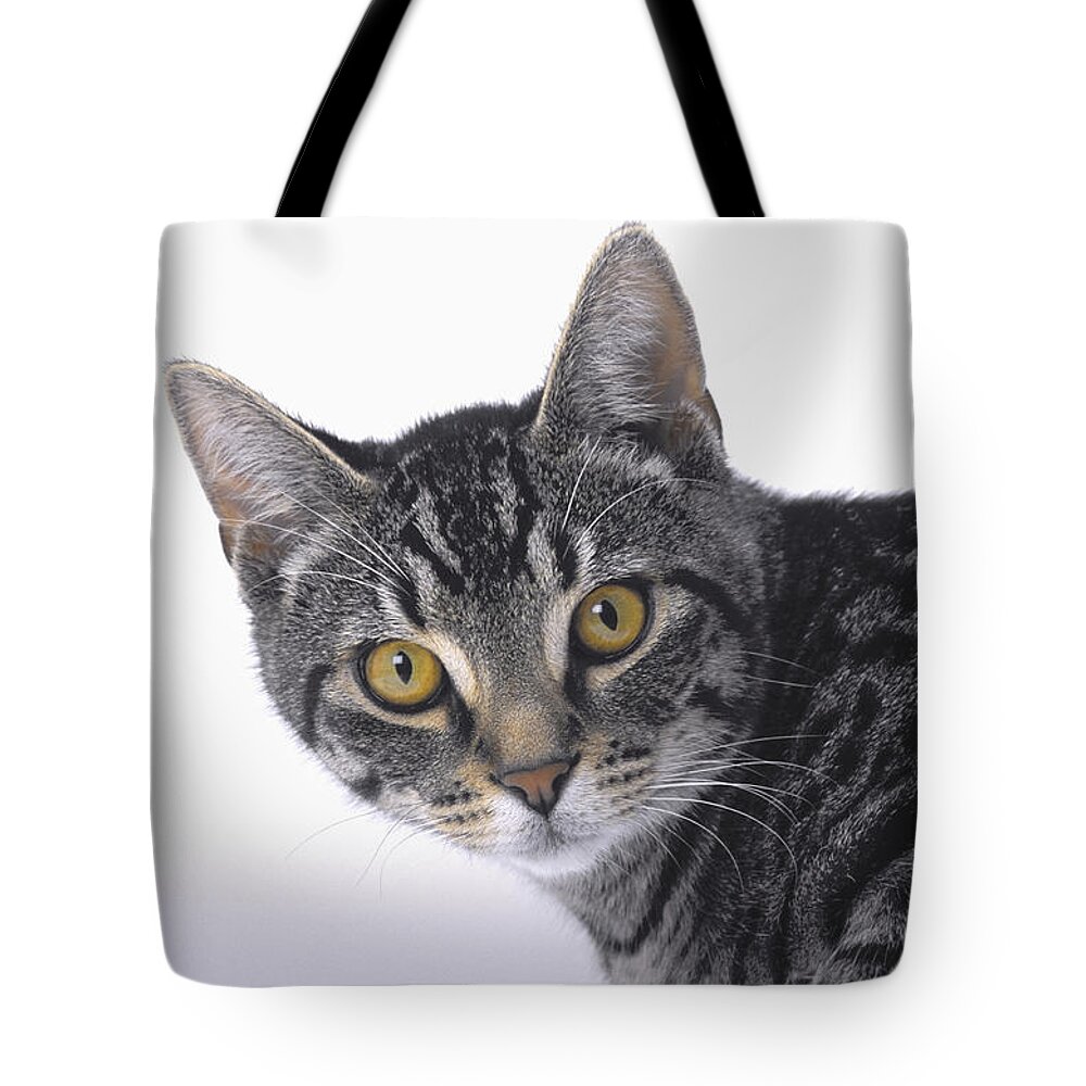 House Pet Tote Bag featuring the photograph Portrait Of A Grey Tabby Catvancouver by Thomas Kitchin & Victoria Hurst