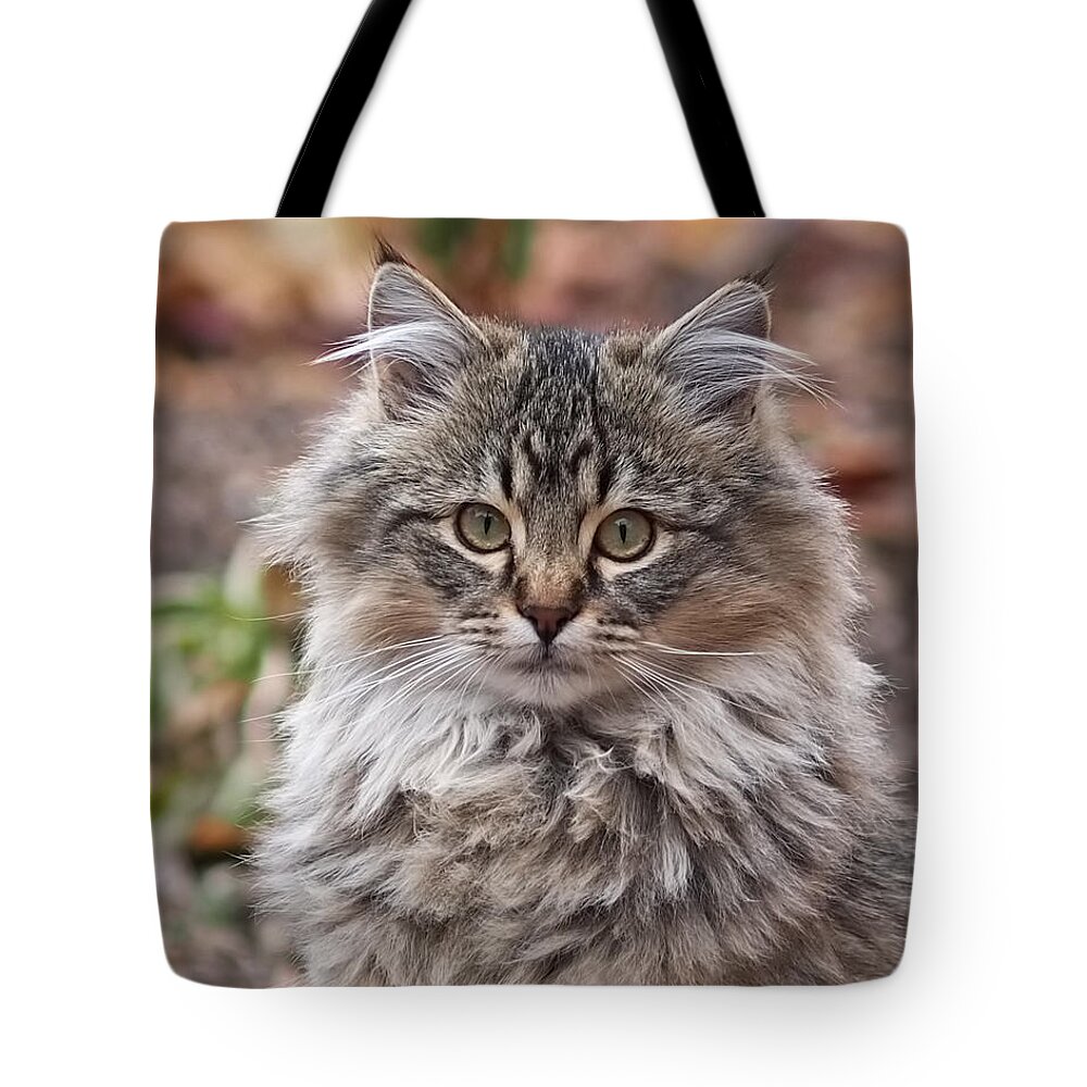  Tote Bag featuring the photograph Portrait of a Maine Coon Kitten by Rona Black