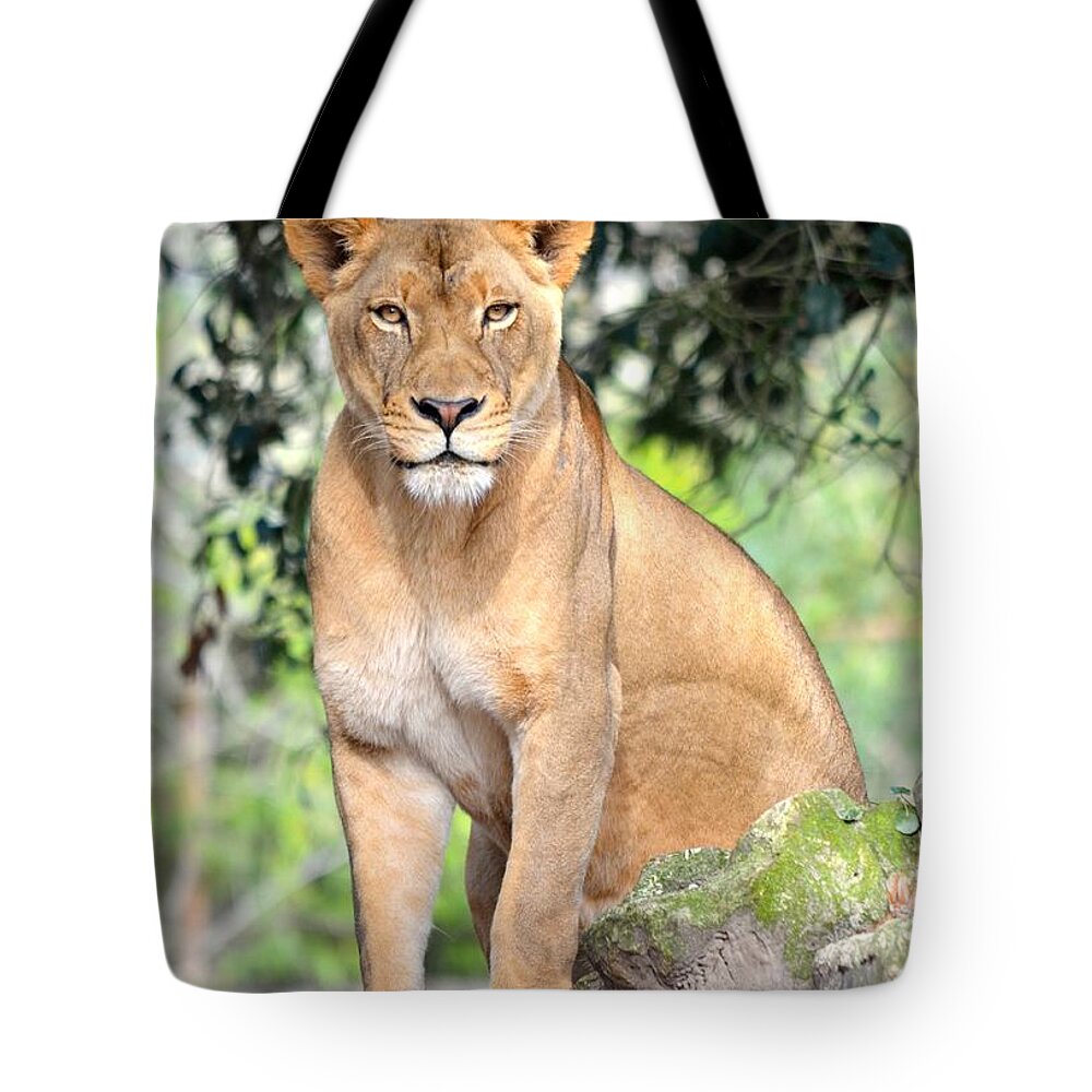 Jacksonville Tote Bag featuring the photograph Portrait of a Proud Lioness by Richard Bryce and Family