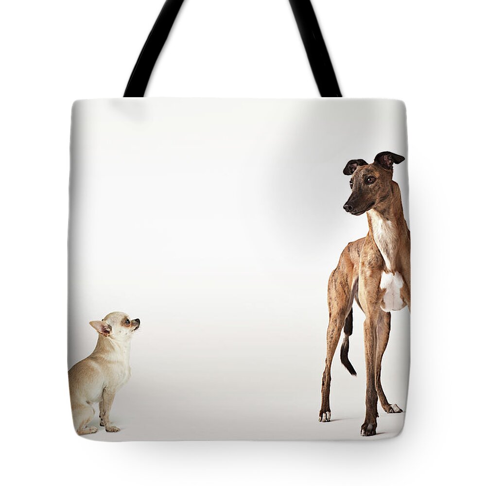 Pets Tote Bag featuring the photograph Portrait Of Chihuahua And Greyhound by Compassionate Eye Foundation/david Leahy