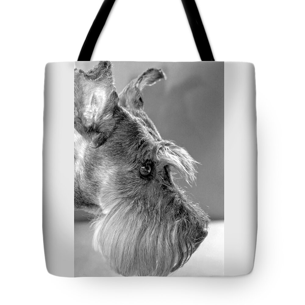 Miniature Schnauzer Tote Bag featuring the photograph Portrait of Gretl by Andrea Lazar