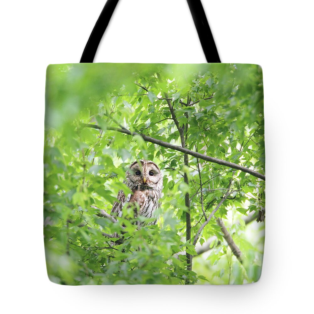 Animal Themes Tote Bag featuring the photograph Portrait Of Owl by Tsuntsun