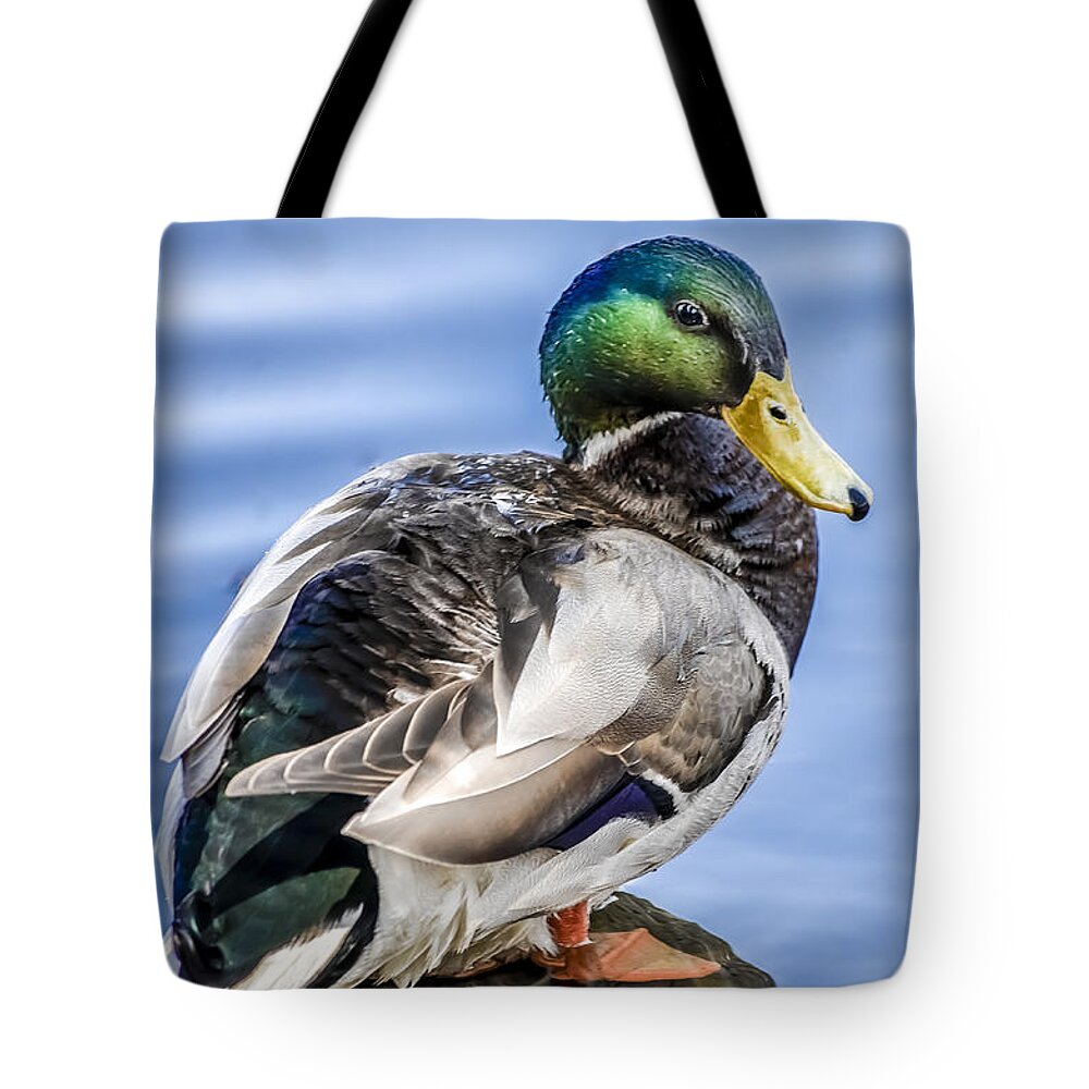Duck Tote Bag featuring the photograph Posing Drake by Julie Palencia