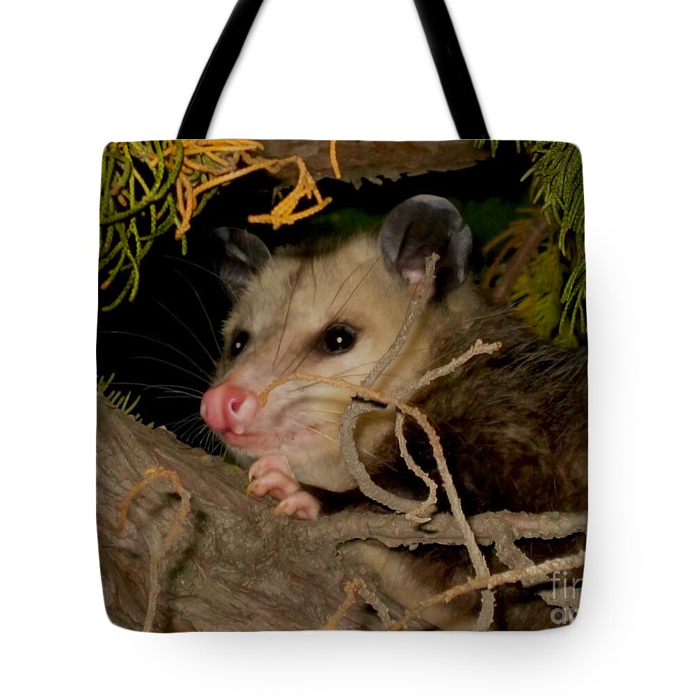 Claudia's Art Dream Tote Bag featuring the photograph Possum Portrait by Claudia Ellis