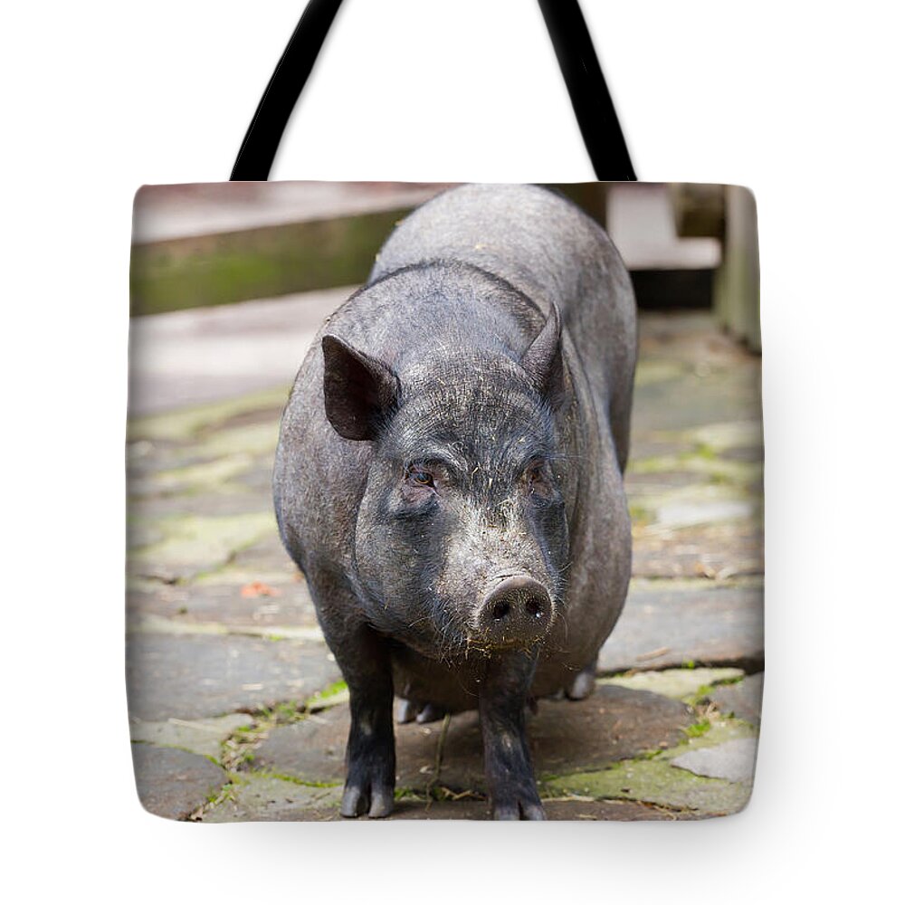 Pig Tote Bag featuring the photograph Potbelly Pig Standing by Pati Photography