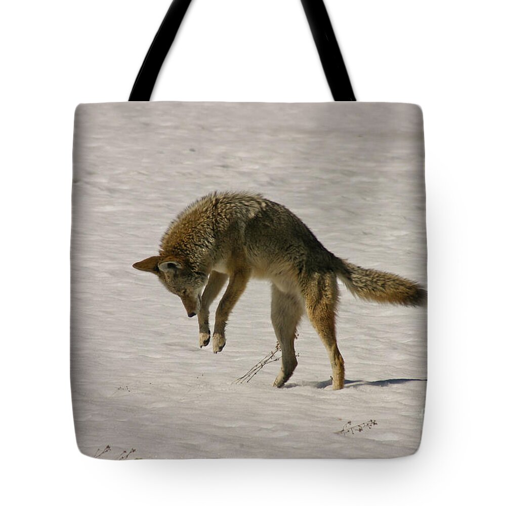 Pouncing Tote Bag featuring the photograph Pouncing Coyote by Mitch Shindelbower