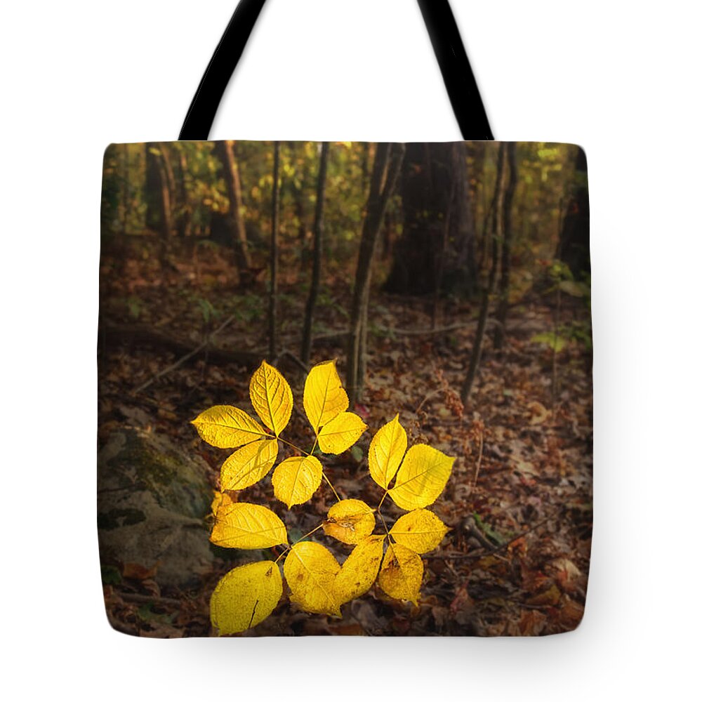Owed To Nature Tote Bag featuring the photograph Power of Illumination by Sylvia J Zarco