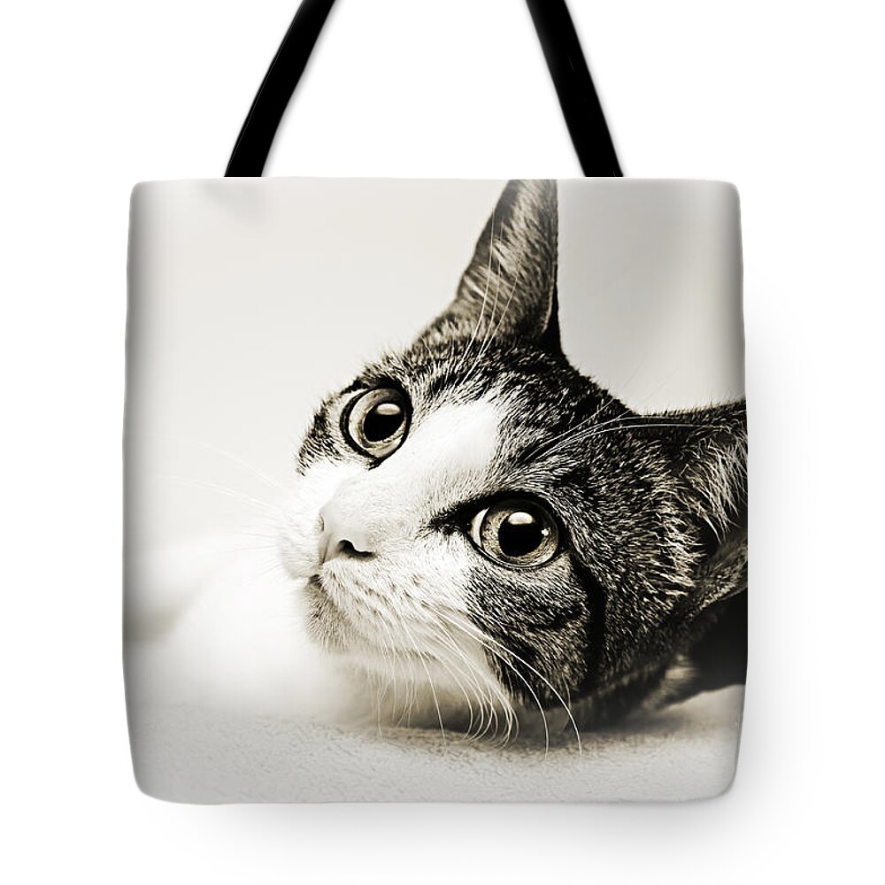 Cat Tote Bag featuring the photograph Precious Kitty by Andee Design