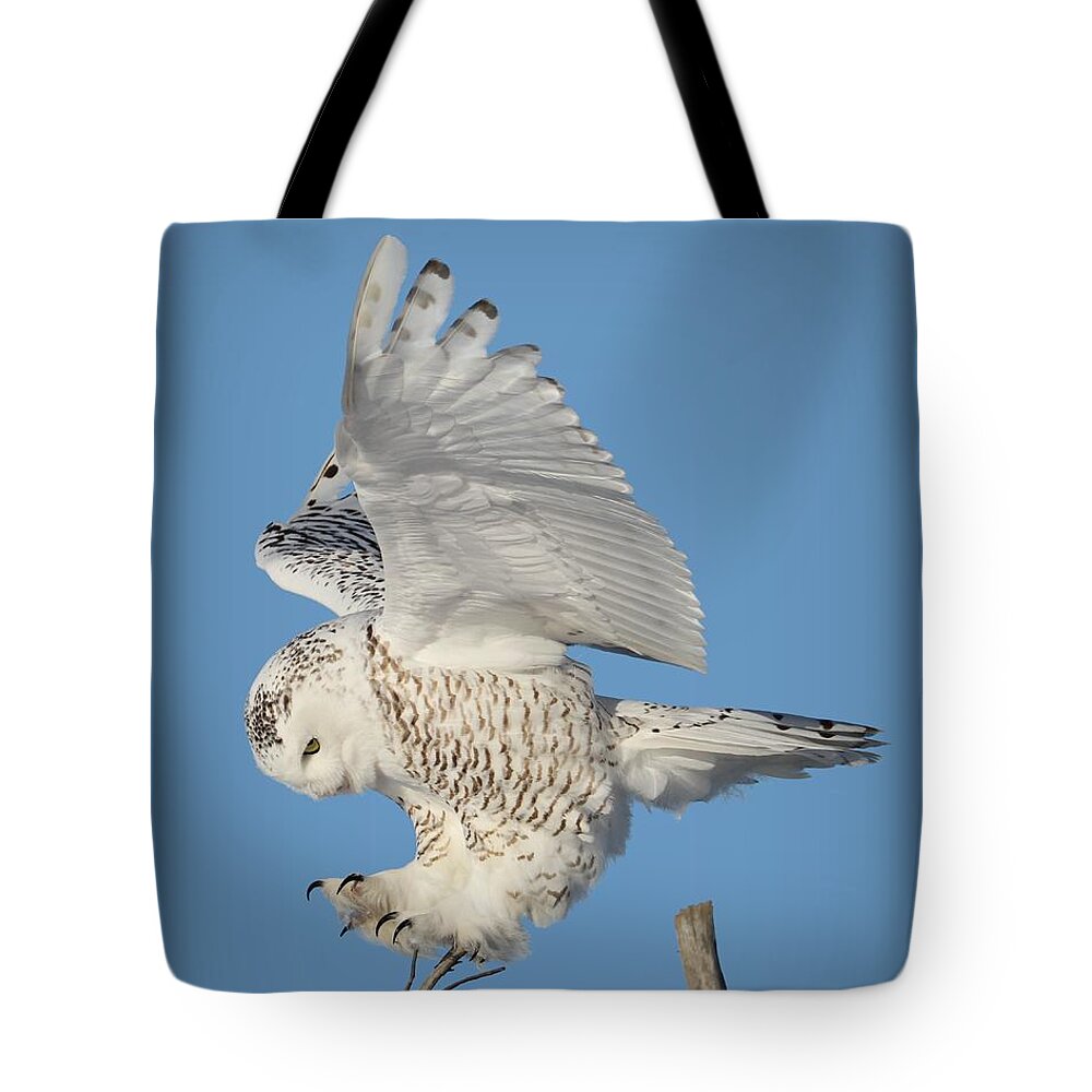 Snowy Owls Tote Bag featuring the photograph Precision by Heather King