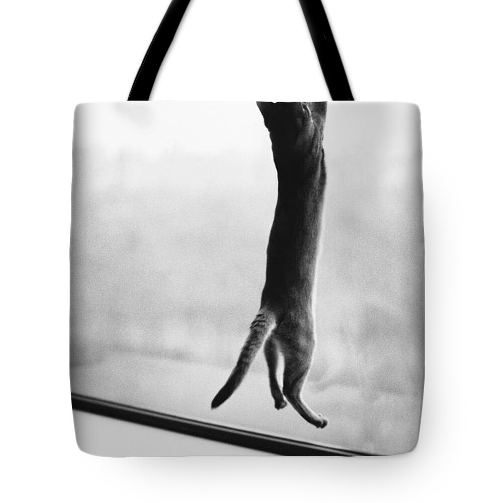 Animal Tote Bag featuring the photograph Predator Prey Cat Style by Joan Baron