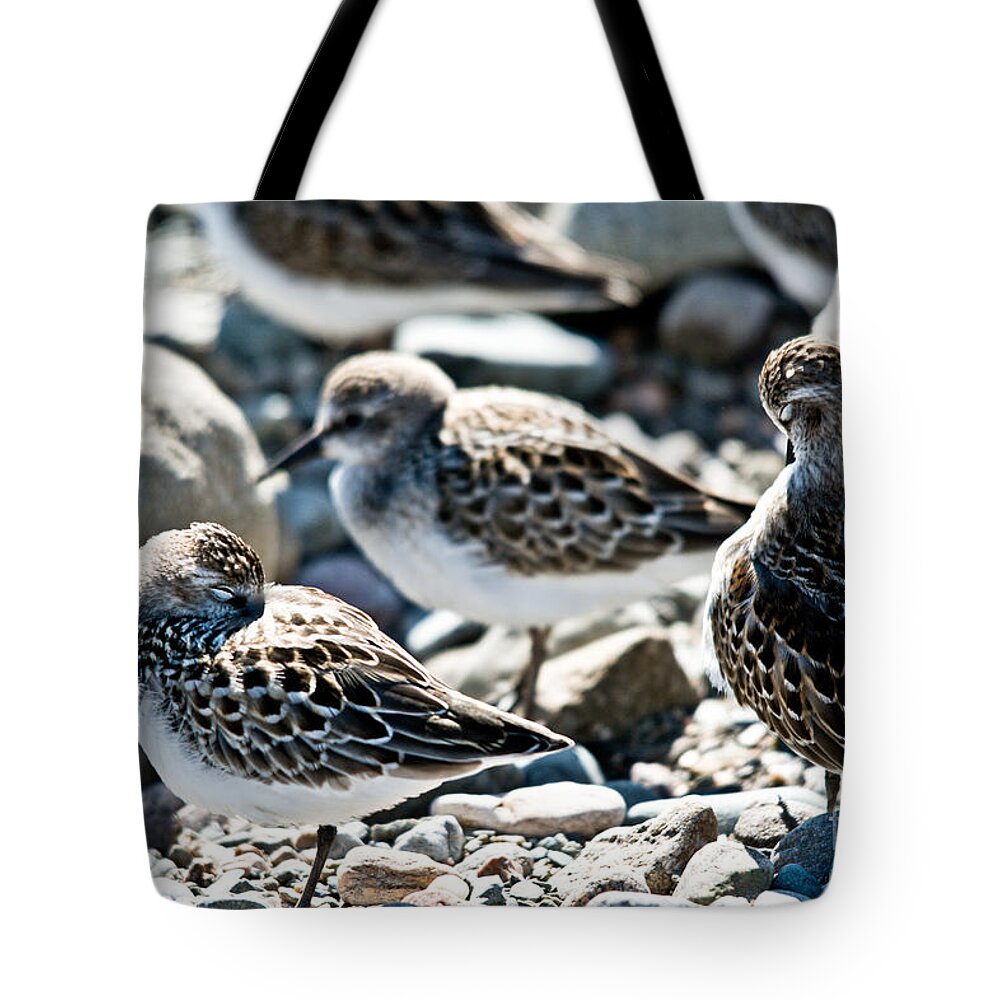  Tote Bag featuring the photograph Preening and Sleeping by Cheryl Baxter