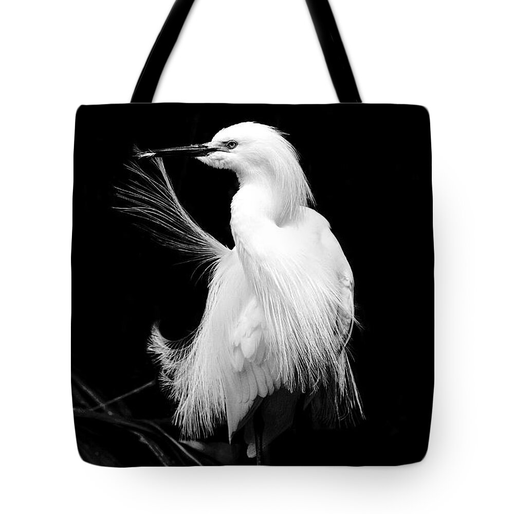 Snowy Egret Tote Bag featuring the photograph Preening Egret by Jayne Carney