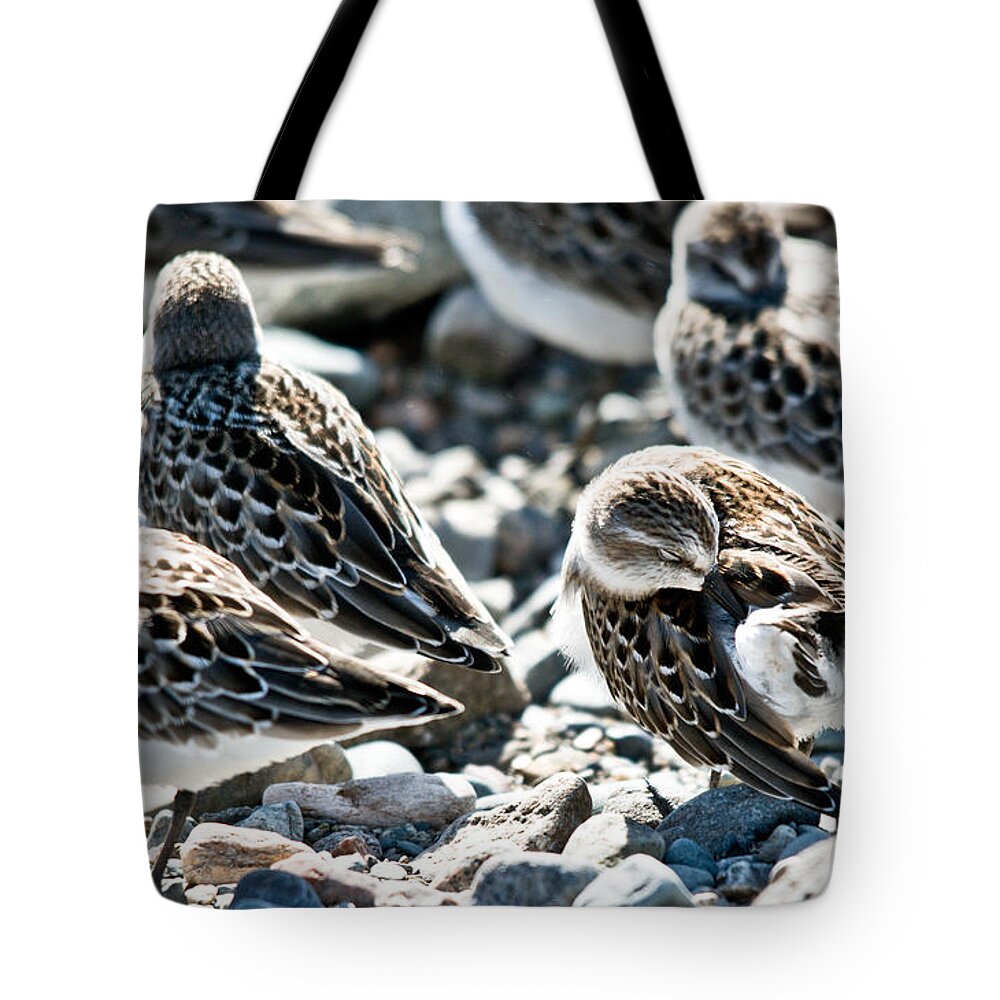 Tote Bag featuring the photograph Preening Shorebird by Cheryl Baxter