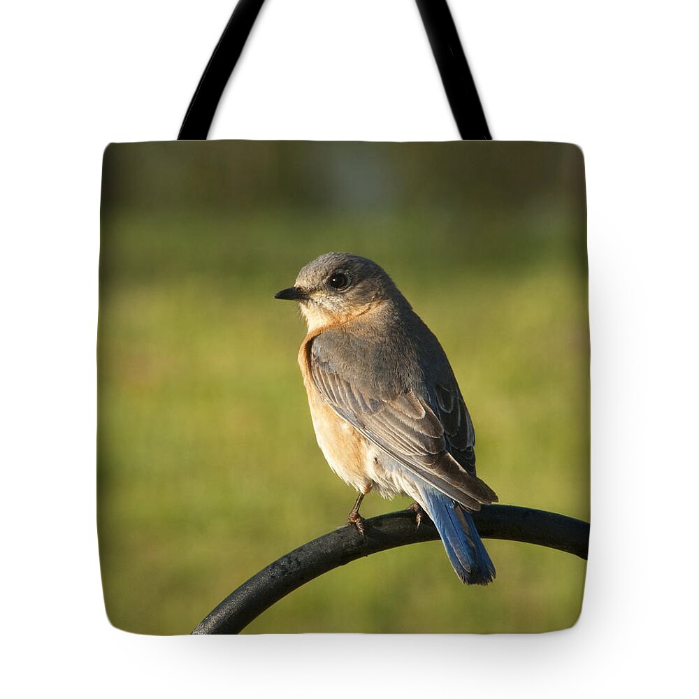 Sialia Sialis Tote Bag featuring the photograph Pretty Eastern Bluebird - Sialia sialis by Kathy Clark