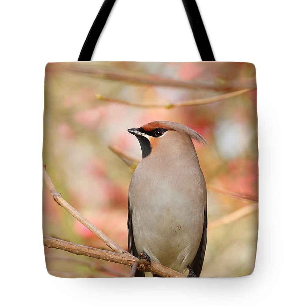 Bohemian Waxwing Tote Bag featuring the photograph Pretty in Pink _Bohemian waxwing Bombycilla garrulus by Roeselien Raimond