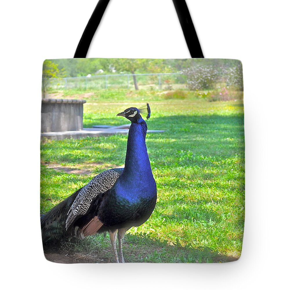 Peacock Tote Bag featuring the photograph Pretty Peacock by Bridgette Gomes