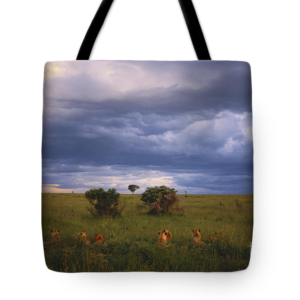 Outdoors Tote Bag featuring the photograph Pride Of Lions by Art Wolfe