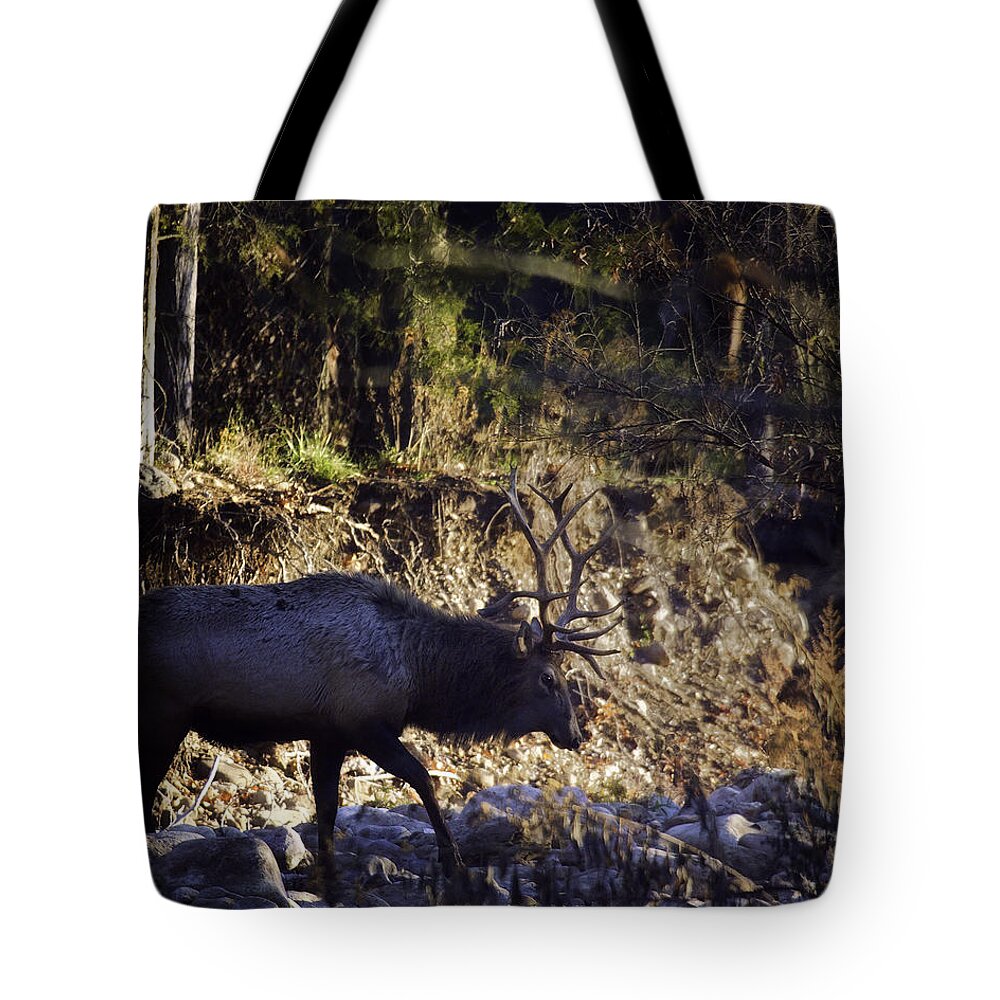 Bull Elk Tote Bag featuring the photograph Prince Crosses a Stream by Michael Dougherty