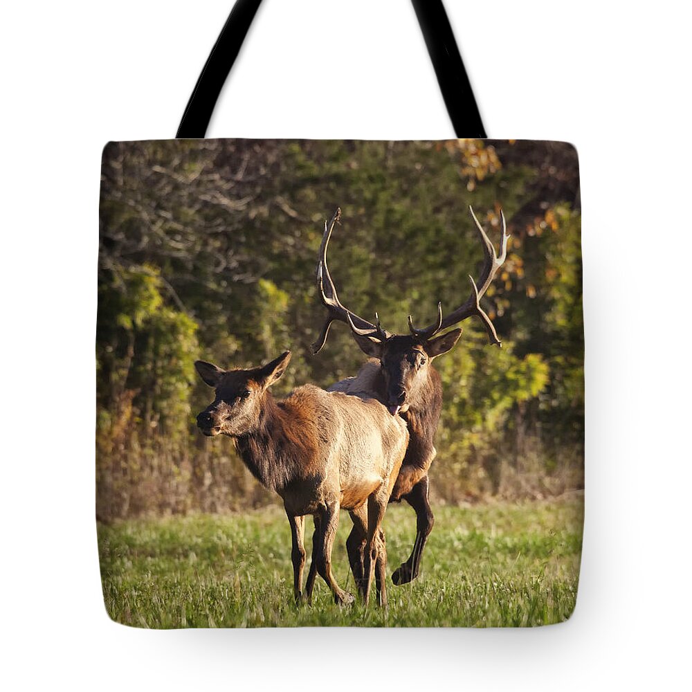 Royal Bull Elk Tote Bag featuring the photograph Prince Rutting in 2011 by Michael Dougherty